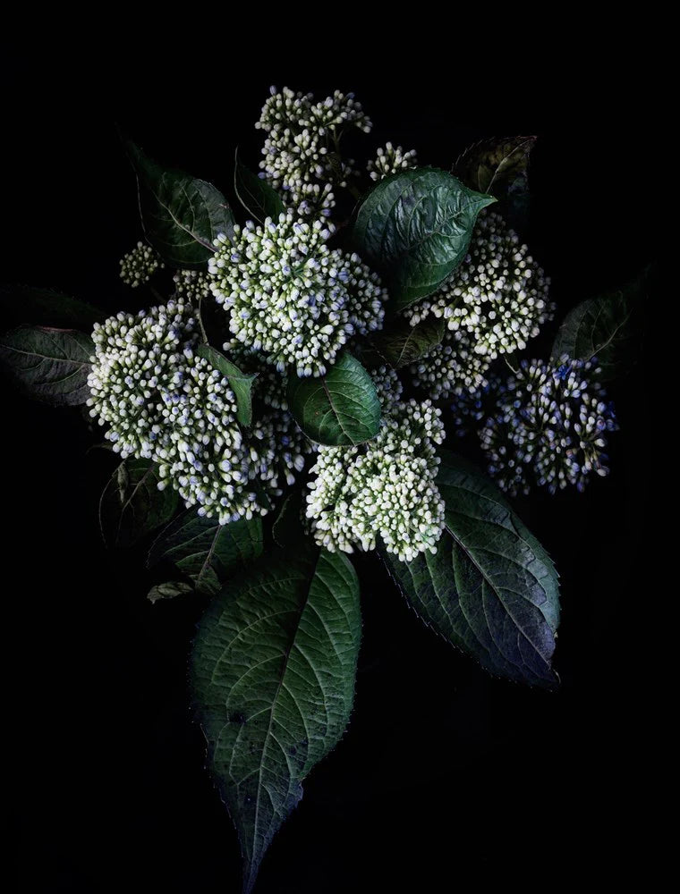 Hydrangea cluster artwork