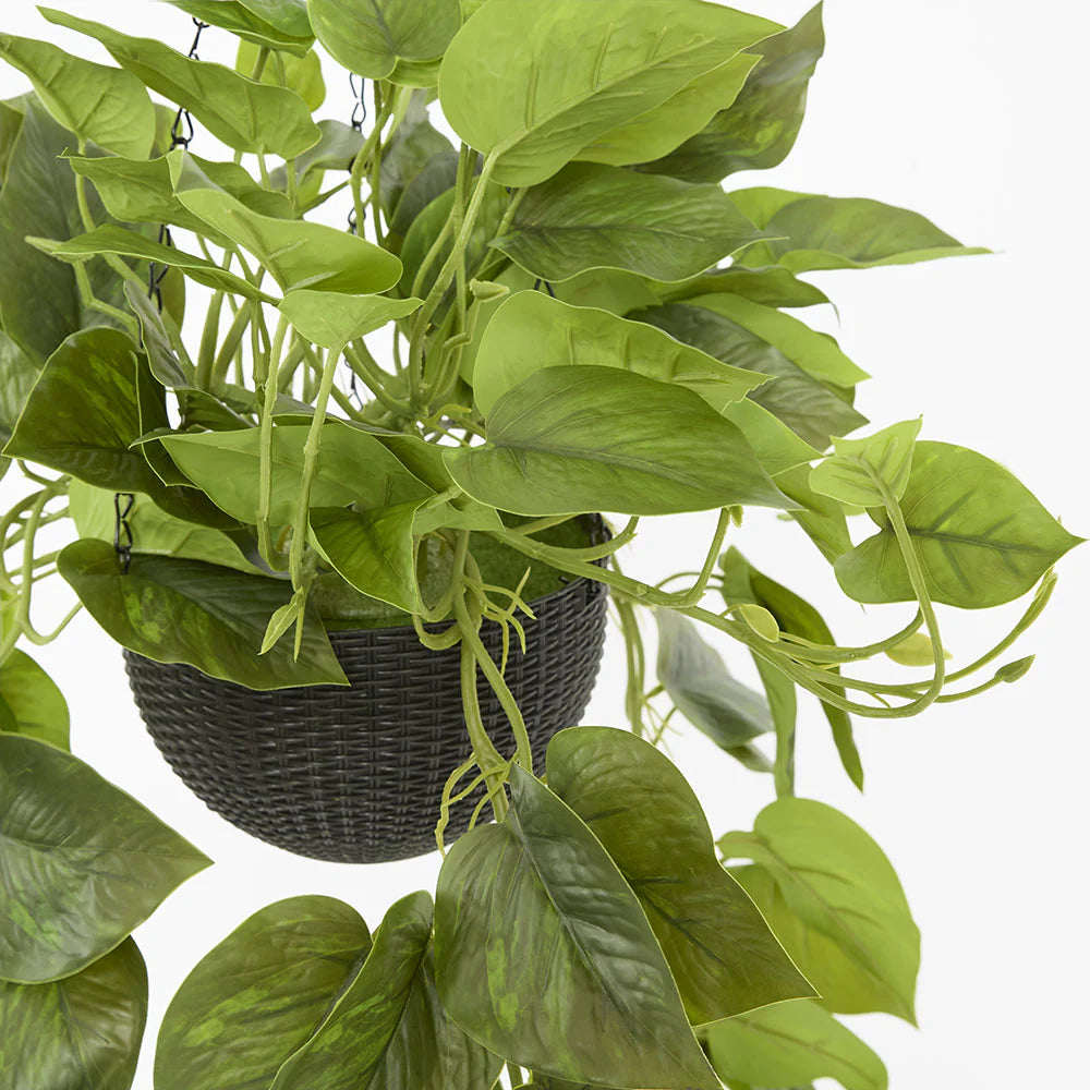 Potted Hanging Scindapsus Bush