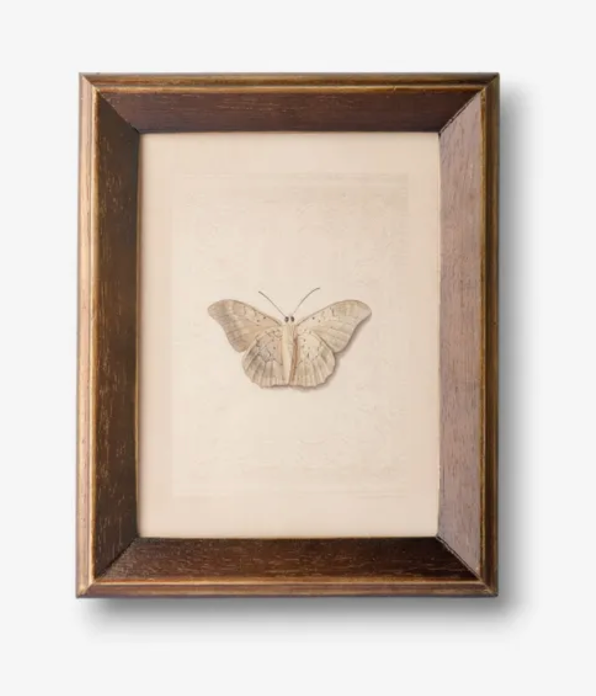 Butterfly Study