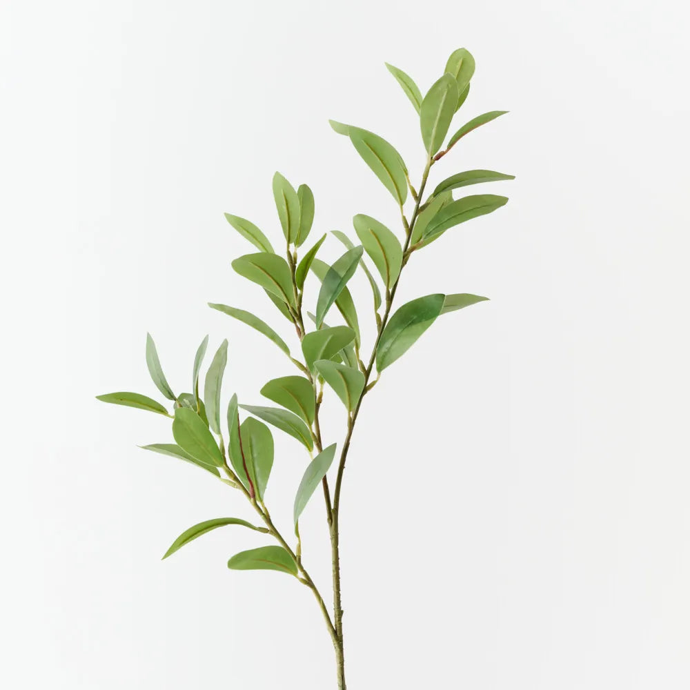Pittosporum Leaf Spray