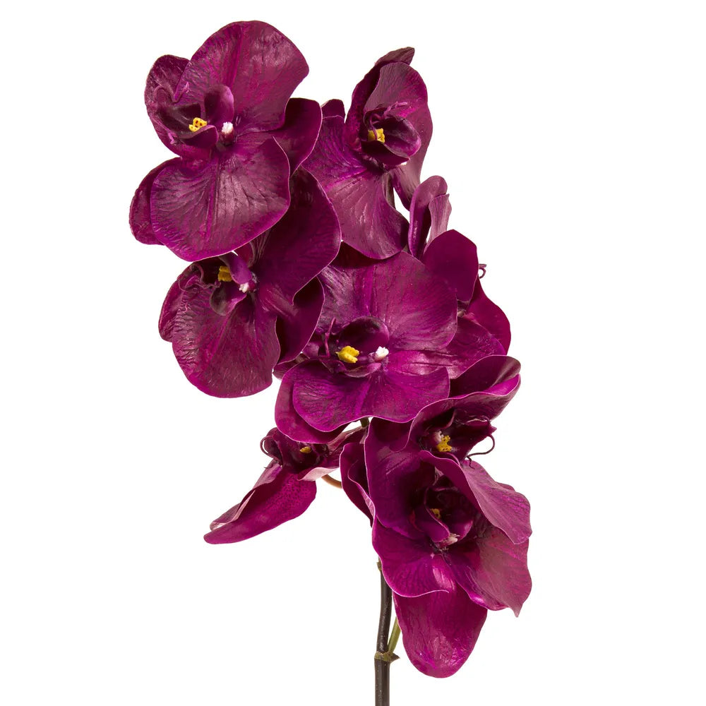 Orchid Phalaenopsis- Fuchsia