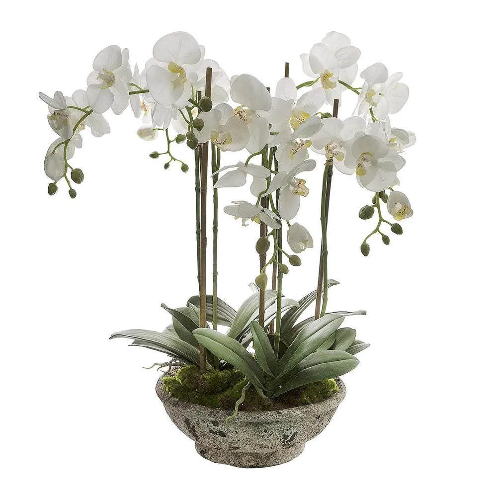 Orchid in a pot