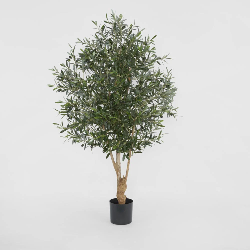Olive Tree