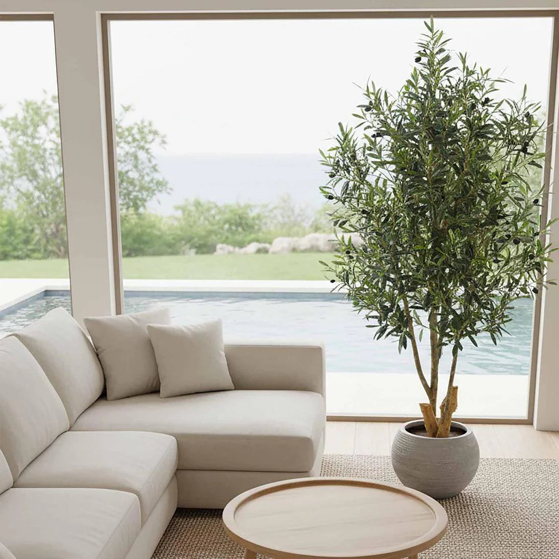 Olive Tree