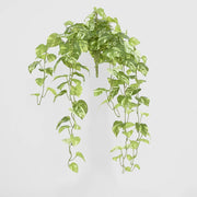 Pothos Hanging Bush