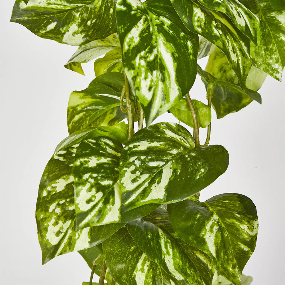 Pothos Hanging Bush