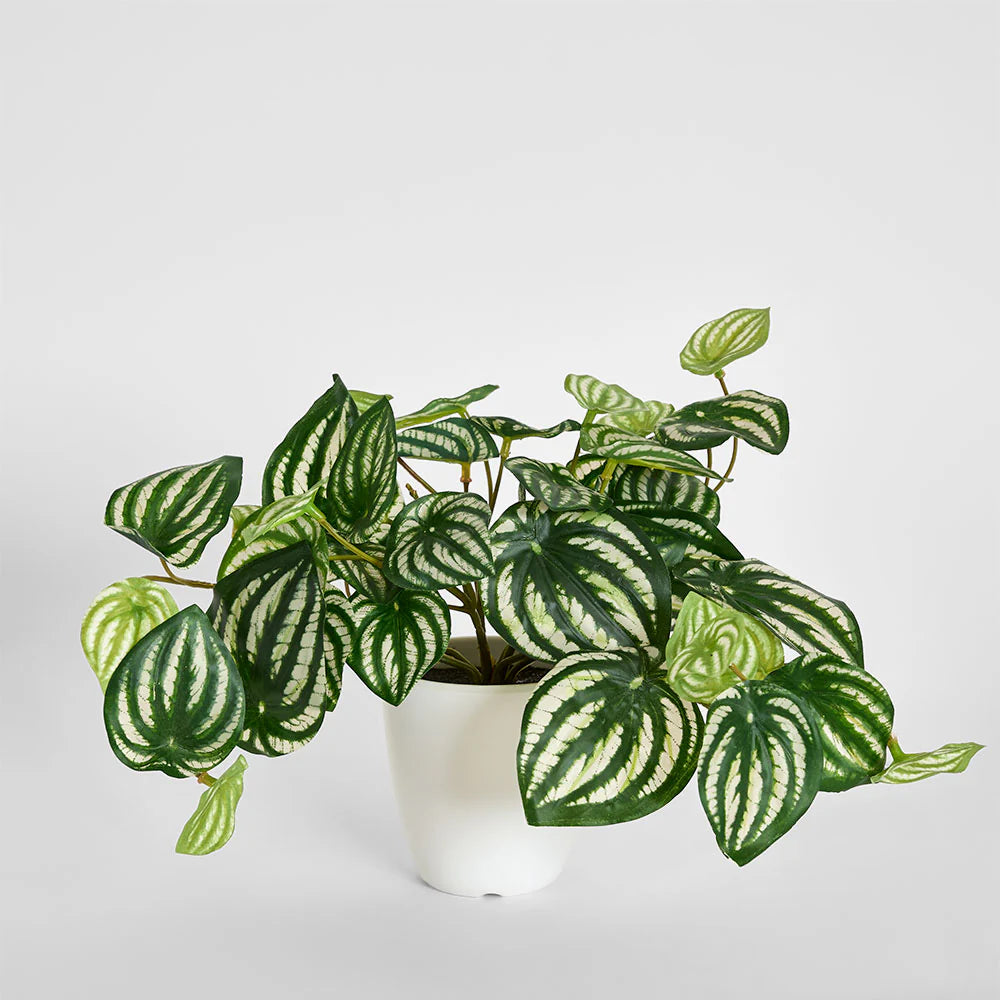 Real Touch Hanging Watermelon Peperomia