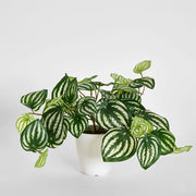 Real Touch Hanging Watermelon Peperomia