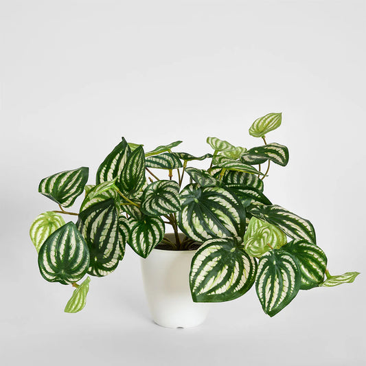 Real Touch Hanging Watermelon Peperomia