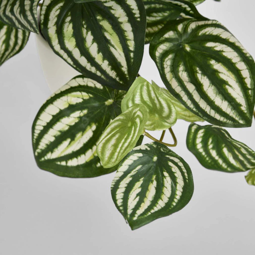 Real Touch Hanging Watermelon Peperomia