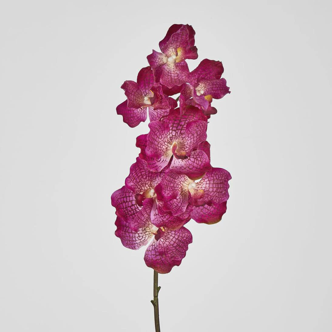 Phalaenopsis Orchid Purple