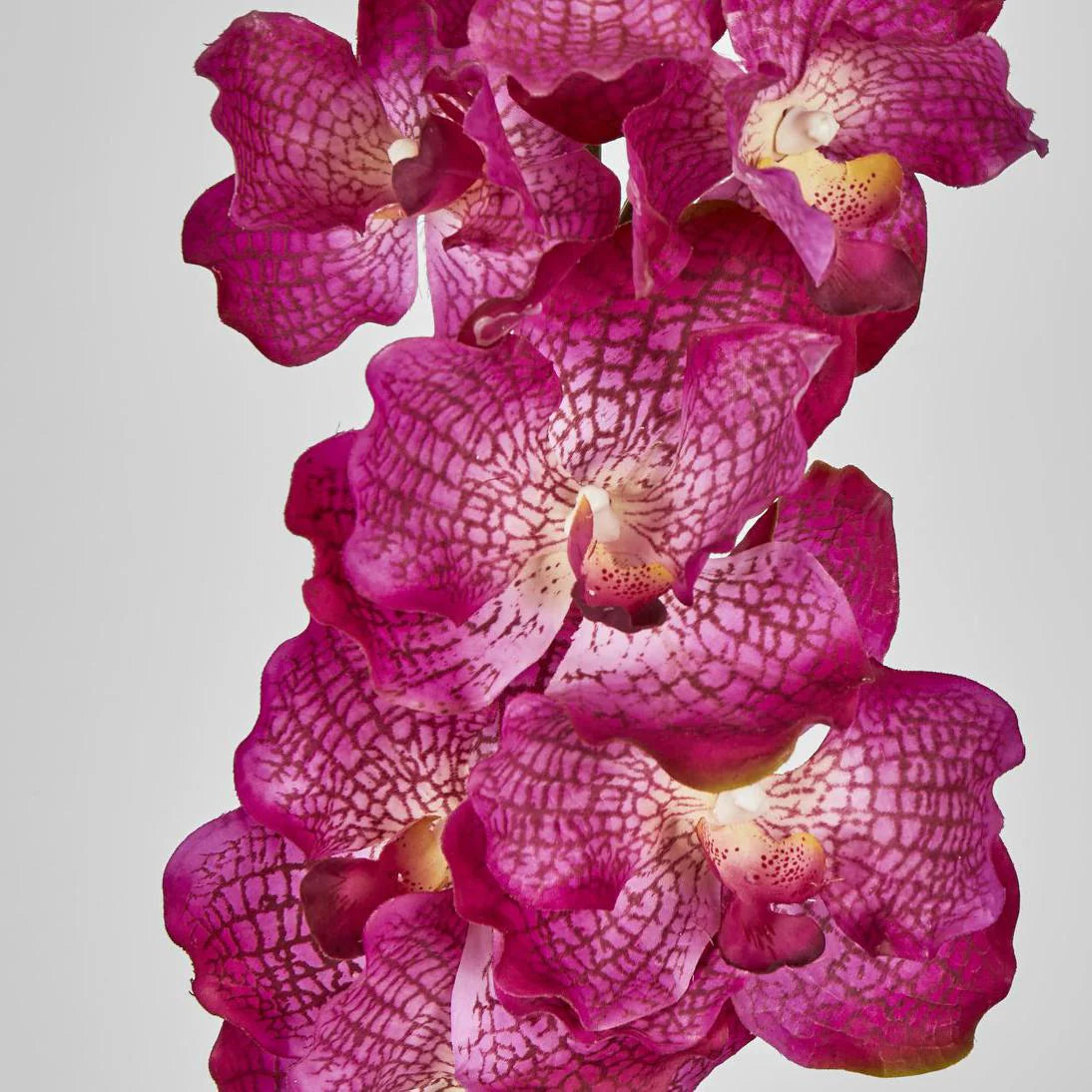 Phalaenopsis Orchid Purple