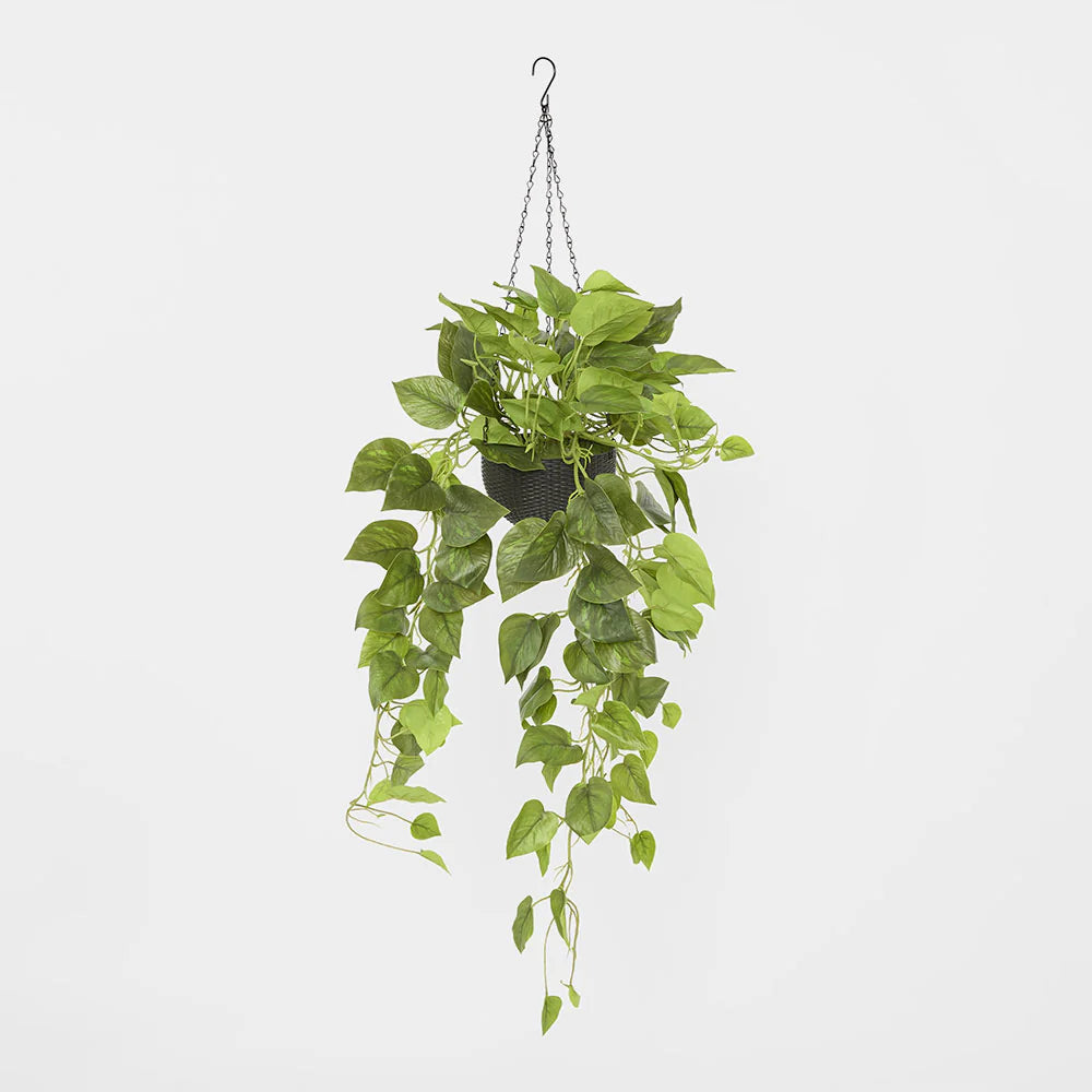 Potted Hanging Scindapsus Bush