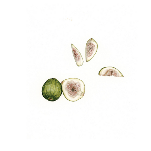 Artwork - Figs Print