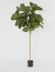 Fiddle Leaf Tree