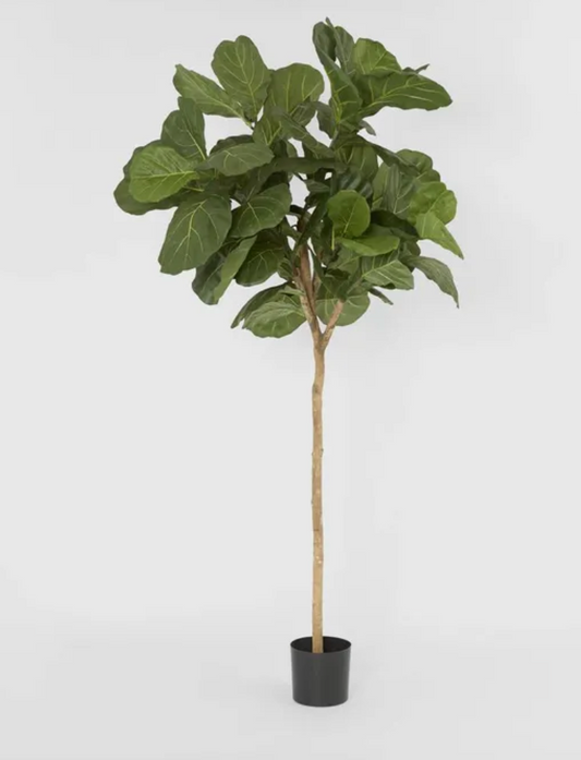 Fiddle Leaf Tree