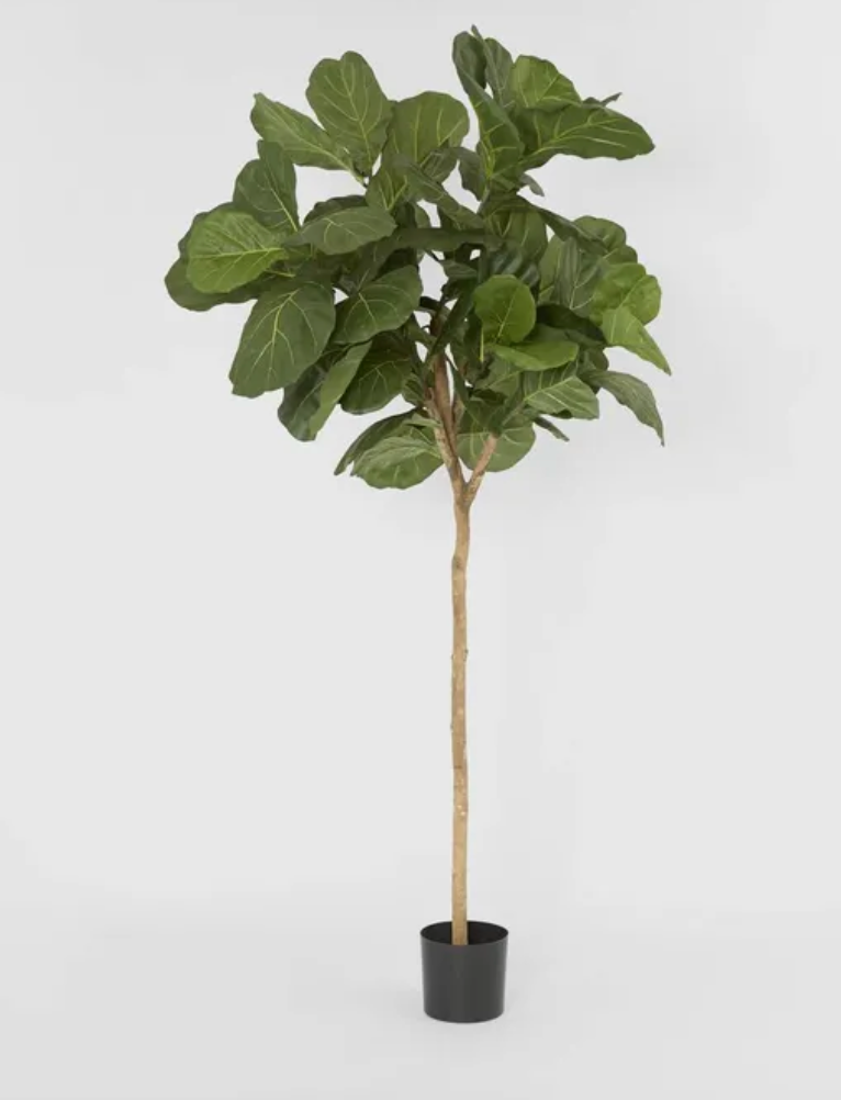 Fiddle Leaf Tree