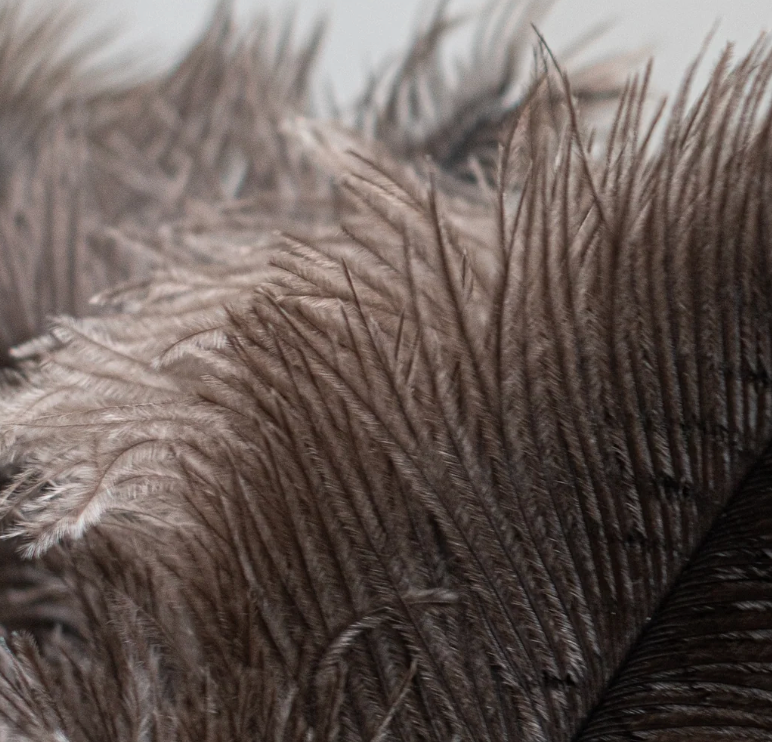Feather Duster Natural