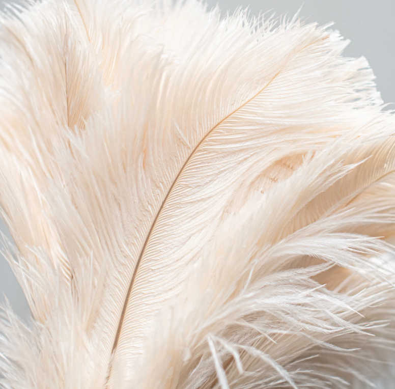 Feather Duster Cream