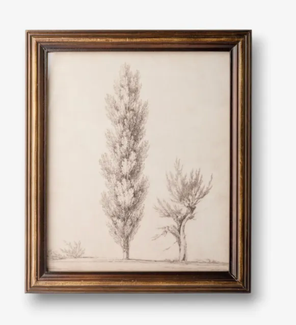 Vintage Poplar Tree Sketch