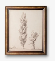 Vintage Poplar Tree Sketch