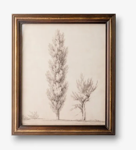 Vintage Poplar Tree Sketch