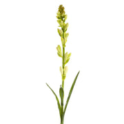 TUBEROSE BUD 80CM CREAM & GREEN