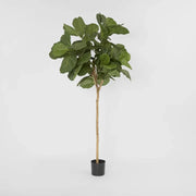 Fiddle leaf tree