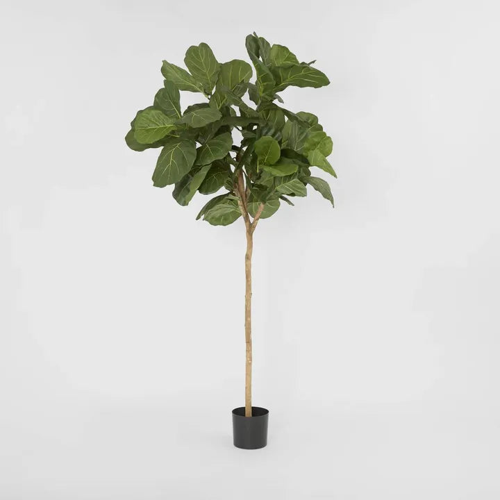 Fiddle leaf tree