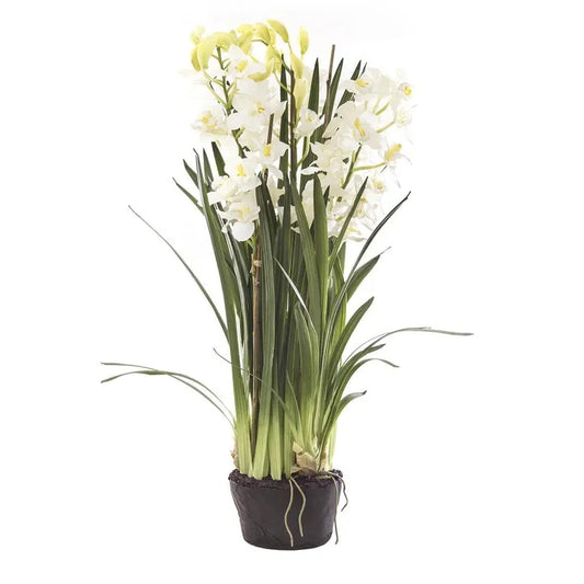 CYMBIDIUM GIANT PAPER POT 1.1M WHITE