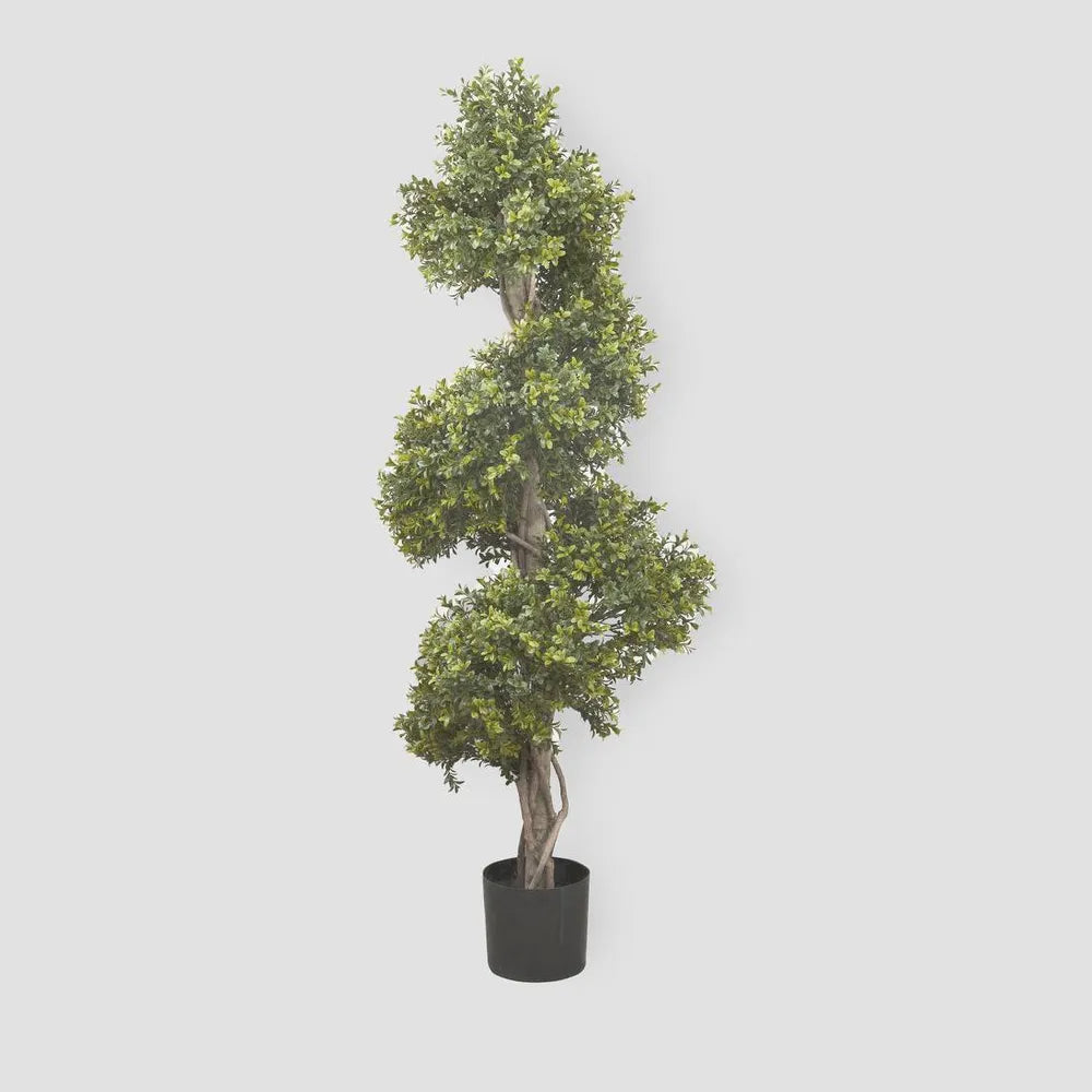 BOXWOOD SPIRAL TREE 1.4M