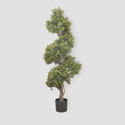 BOXWOOD SPIRAL TREE 1.4M