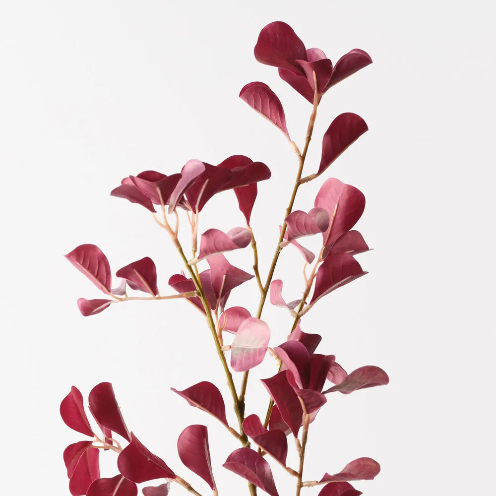 Triangle Ficus Spray