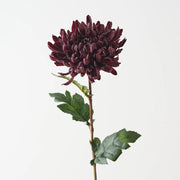 Chrysanthemum Black Plum