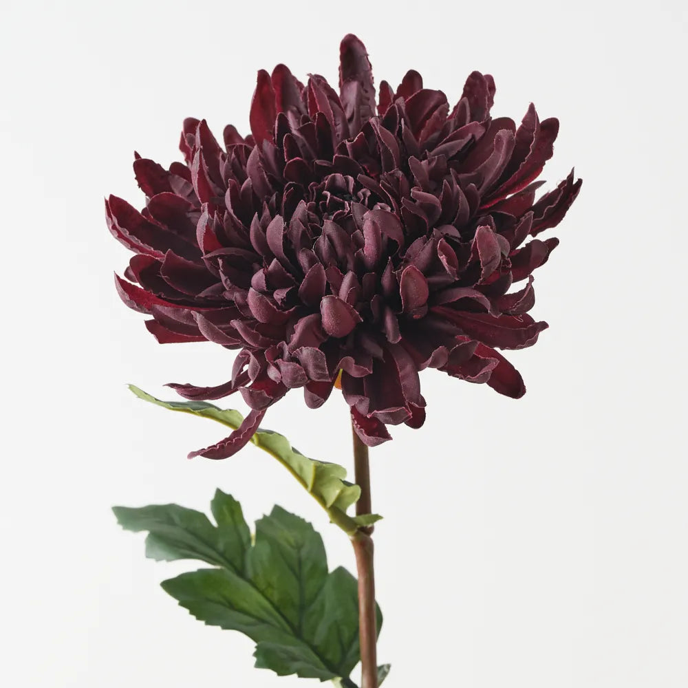 Chrysanthemum Black Plum
