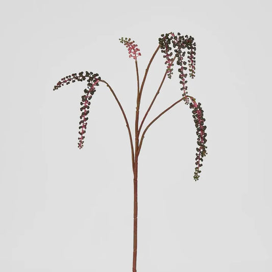 PHYTOLACCA AMERICANA SPRAY