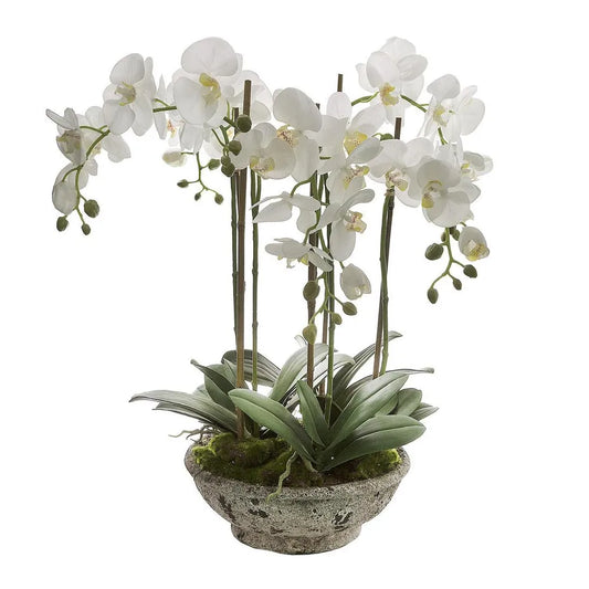 Orchid in a pot
