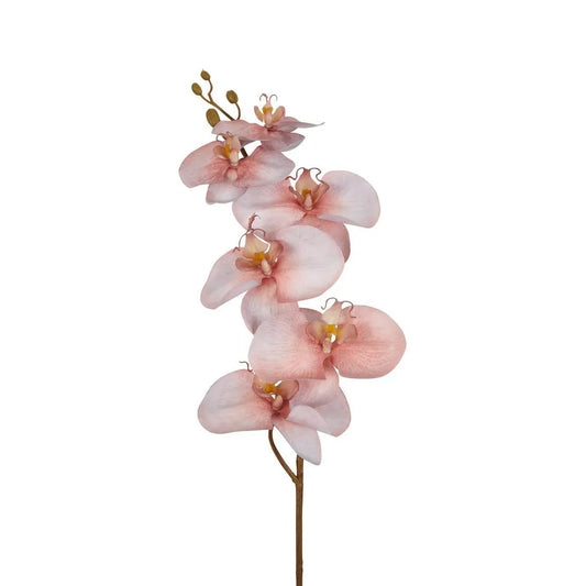 ORCHID SINGLE STEM