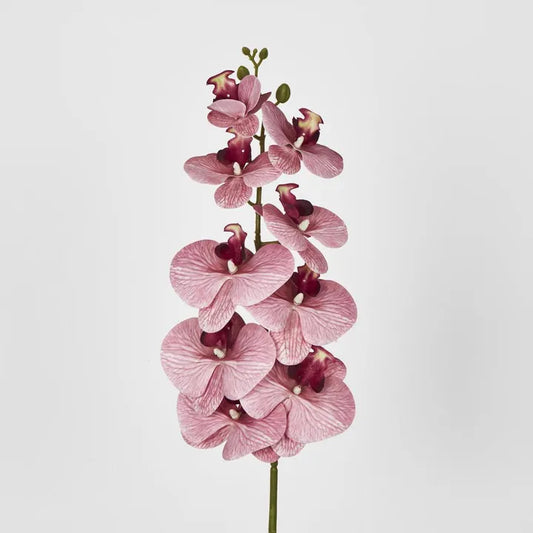 DUSTY PINK PHALAENOPSIS ORCHID